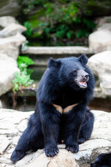 Asian great black bear. Danger, mammal.