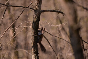 a brown squirrel in the tree during spring time
