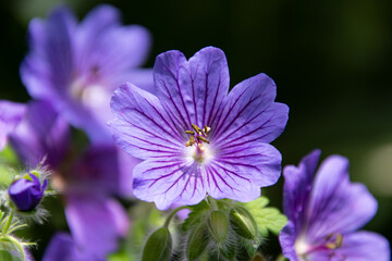 6月上野ファームの紫の花