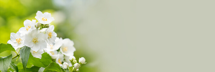 A branch of jasmine with blossoming white petals flowers. Closeup of delicate fragrant shrub...
