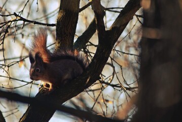a brown squirrel in the tree during spring time