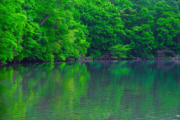 湖畔の深緑の森。湖面に映る森の緑。