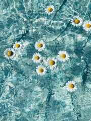Tender white daisy swims in clear water in a pool with a blue bottom