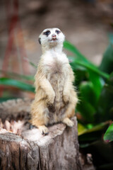 Fototapeta premium suricate, meerkat in the zoo park.