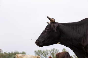 Rural cows graze on a green meadow. Rural life. Animals. agricultural country