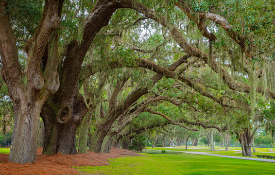 tree perspective