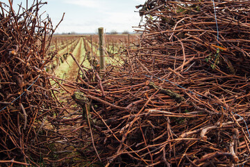 des sarments de vigne stockés en bout de rangs. Travail viticole de taille de la vigne . La taille...