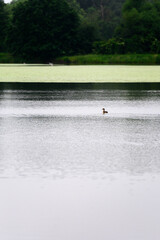 Duck floating on the surface of the lake.