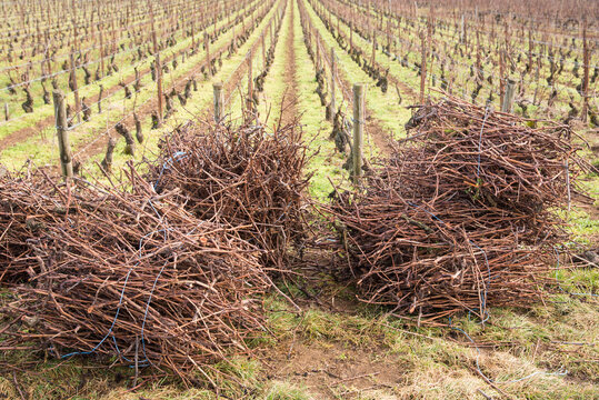 sarments de vigne stock&eacute;s en bout de rangs. Travail viticole de taille de la vigne .taille de la vigne en hiver.