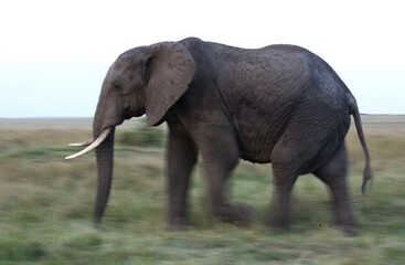 Naklejka na ściany i meble A elephant moving in the grassland, panning effect, Masai Mara