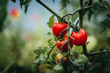 Close up sur une tomate cerise rouge sur son plant dans le jardin potager