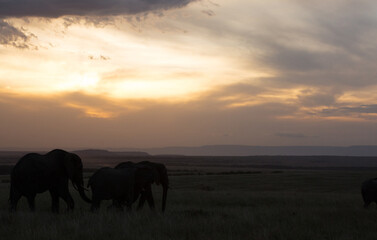 Naklejka na ściany i meble African elephants during sunset, Masai Mara