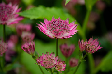 6月上野ファームピンクのアストランシア