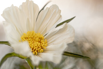 Obraz premium Cosmea