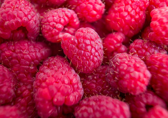 raspberry, raspberries, fruit, food, red, ripe, berries, berry, bunch, color, bowl, crimson, group, closeup, close-up, delicious, dessert, juicy, diet, fresh, freshness, harvest, healthy, ingredient, 