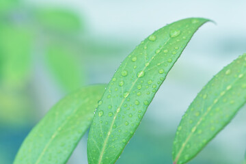 葉っぱの上の雨粒