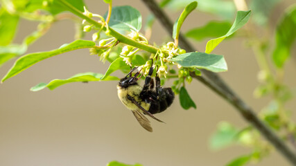 bee on flower
