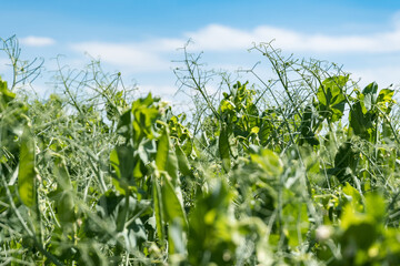 huge field of green peas on blue sky background