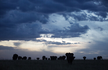 Silhouette of African elephants walking during sunset, Masai Mara