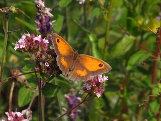 Butterflies and Moths