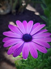 Flor Violeta.