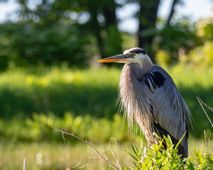 great blue heron