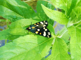 Butterflies and Moths