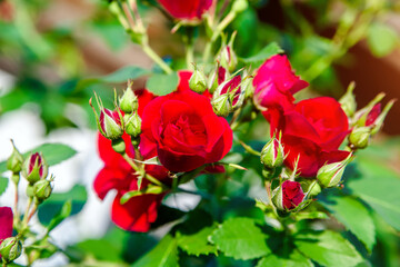 Red roses bloom in the summer in the country garden
