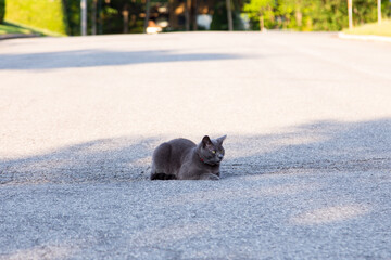 Beautiful adult cat with silver-grey coat and striking yellow eyes lying down in the middle of a...