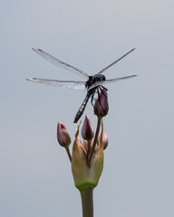 dragonfly on a twig