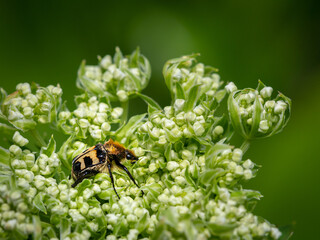 A Eurasian bee beetle sitting on a white flower