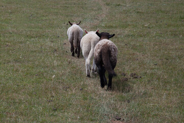 Three lambs walking along a trail in an open field, shot from behind.