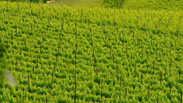 Green field of prosecco vineyards 