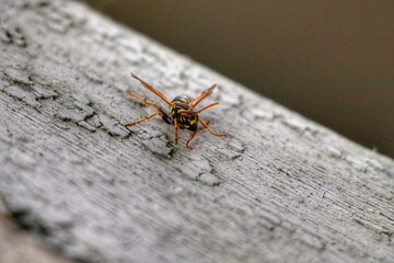 Wasp on the Board