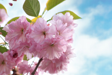 Obraz premium Blossoming pink sakura tree outdoors on spring day, closeup