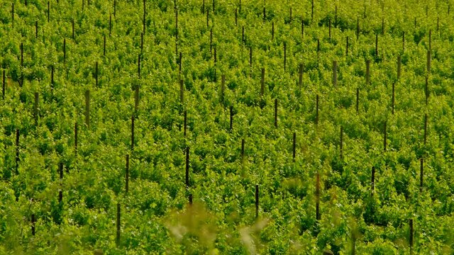 Green field of prosecco vineyards 