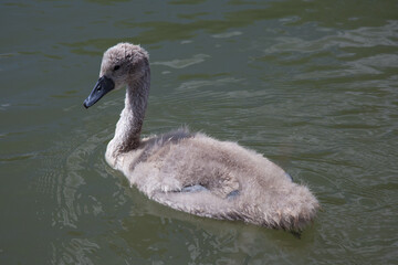 A cygnet swimming on the Thames in Oxfordshire in the UK