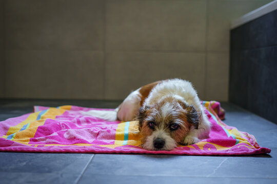 Kleiner Terrier Hund liegt auf einem bunten Handtuch im Badezimmer auf dem Boden, Entspannung, Fellpflege