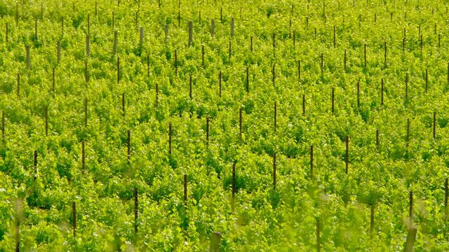 Green field of prosecco vineyards 