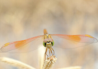 dragonfly close up