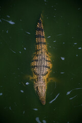 live crocodile in the water close up 