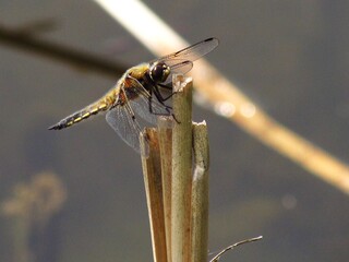 Dragonflies