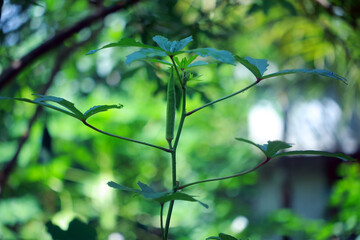 Kerala Vegetable Tree Full Hd Images