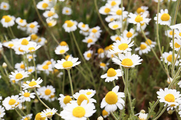 Beautiful chamomile flowers growing in field, closeup