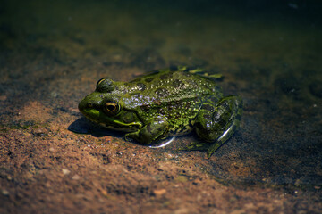 live frog in the water