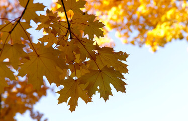 Autumn background. Yellow maple leaves against the blue sky. Bright yellow autumn leaves with holes and damage. Horizontal, close-up, free space. Concept of the seasons.