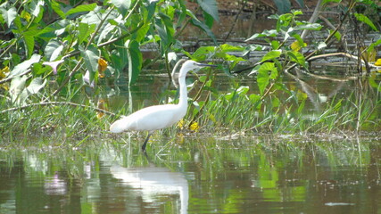 great white heron ardea cinerea
