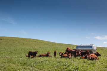 Troupeau de vache Salers