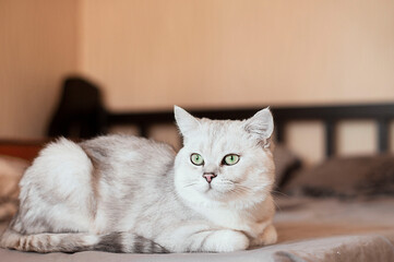 white cat, cat, animal, kitten, pet, 