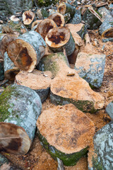 Beech forest, Urbasa Natural Park, Navarra, Spain, Europe